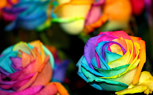 Rainbow Roses